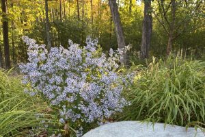 Dicot Land Studio LLC image 5