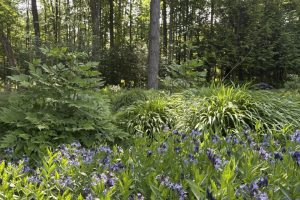 Dicot Land Studio LLC image 9