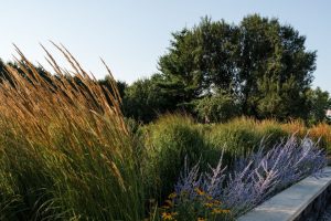 Ginkgo Design image 4