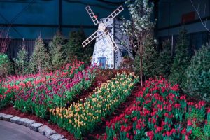 flower show image 18